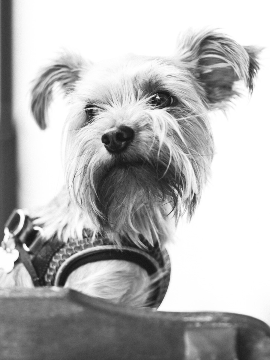 Max